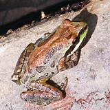 Baja California Treefrog