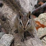 California Chipmunk