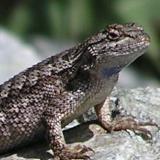 Fence Lizard