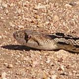 Gopher Snake - Johnson's Pasture