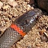 Ring-Neck Snake