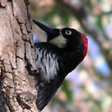 Acorn Woodpecker - Johnson's Pasture