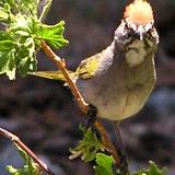 Green-Tailed Towhee