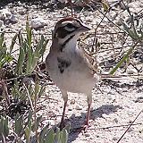 Lark Sparrow Gathering Nesting Material - Johnson's Pasture