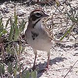 Lark Sparrow