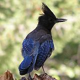 Steller's Jay - Icehouse Canyon Trail