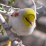 Verdin