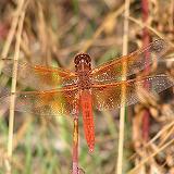 Flame Skimmer - Oak Glen Preserve