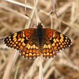 Sagebrush Checkerspot - Big Dalton Canyon