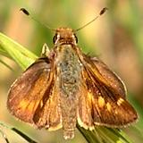 Umber Skipper - Big Dalton Canyon