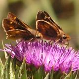 Umber Skipper