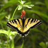 Western Tiger Swallowtail - Icehouse Canyon Trail