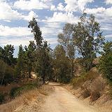 Johnson's Pasture - Through the Trees