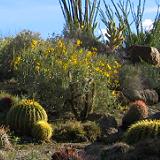 Cactus Garden