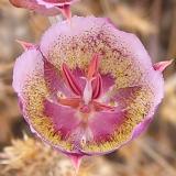 Plummer's Mariposa Lily