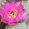 Beaver Tail Cactus