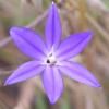Brodiaea