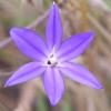 Brodiaea