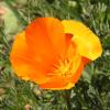 California Poppy