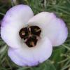 Catalina Mariposa Lily