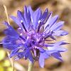 Garden Cornflower