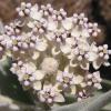 Indian Milkweed