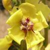 Moth Mullein