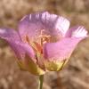 Plummer's Mariposa Lily