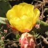 Prickly Pear Cactus