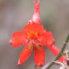 Scarlet Larkspur