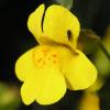 Seep Monkeyflower