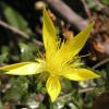 Smoothstem Blazingstar