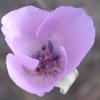 Splendid Mariposa Lily